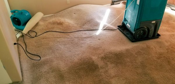 Cost of Carpet Water Extraction in Draper